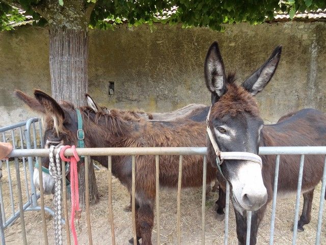 fete ane 2018 (27).JPG